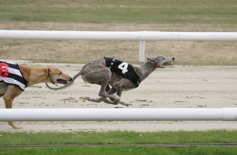 Greyhound Betting - dogs in a race